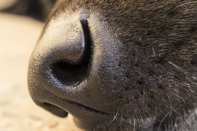 Top 10 de los animales con mejor olfato en el mundo